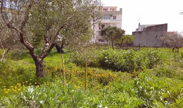 Bitonto, il giardino della Mandragora: Qui salviamo le piante curative